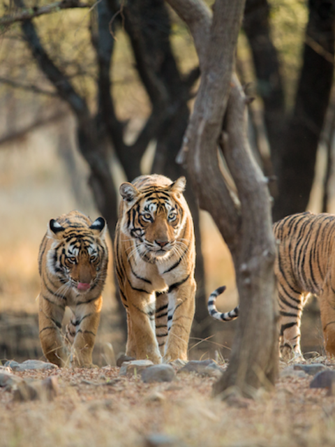 Travel During Year of the Tiger: Where to See Tigers in the Wild
