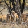 Travel During Year of the Tiger: Where to See Tigers in the Wild