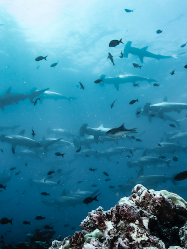 A New, Underwater 