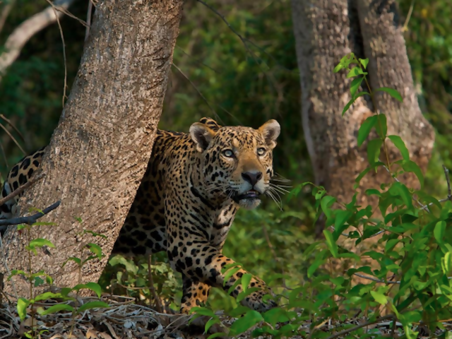 Lions and Tigers and Leopards in the Woods: 5 Destinations for Viewing Big Cats