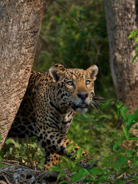 Lions and Tigers and Leopards in the Woods: 5 Destinations for Viewing Big Cats