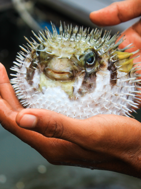 Dare You! Where to Eat the World's Most Dangerous Fish