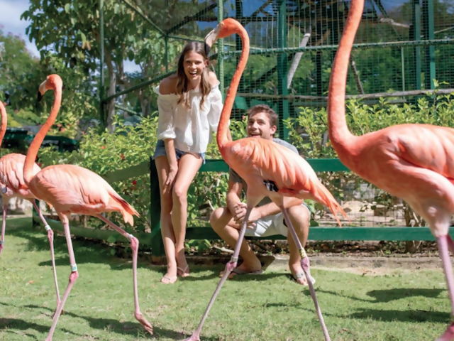 Pretty in Pink: Where to Meet the National Bird of the Bahamas