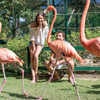 Pretty in Pink: Where to Meet the National Bird of the Bahamas