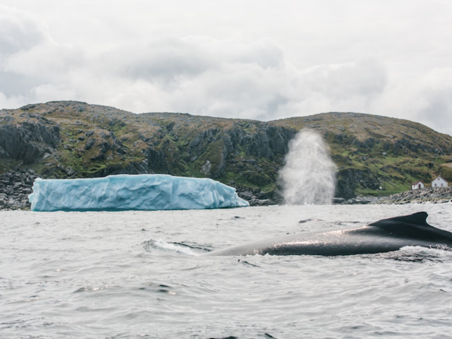 Get Up Close to an Epic Wonder of Nature at this Iceberg Festival