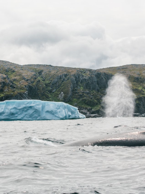 Get Up Close to an Epic Wonder of Nature at this Iceberg Festival
