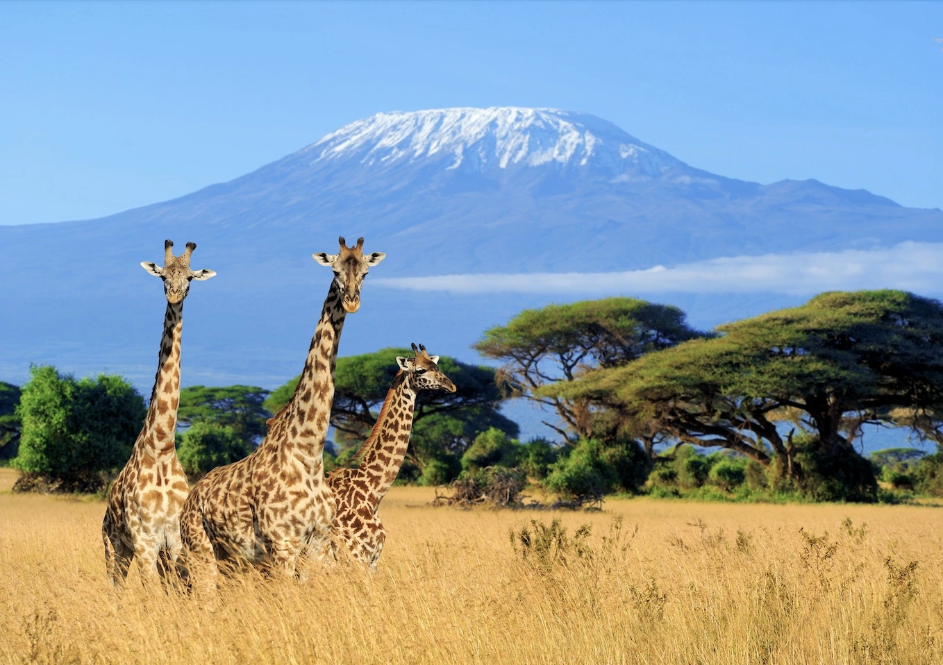 What You Need to Know to Climb Mount Kilimanjaro