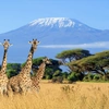 What You Need to Know to Climb Mount Kilimanjaro