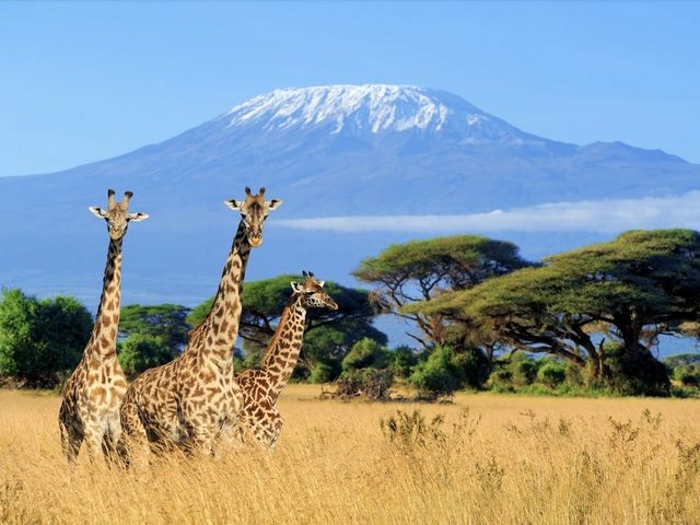 What You Need to Know to Climb Mount Kilimanjaro