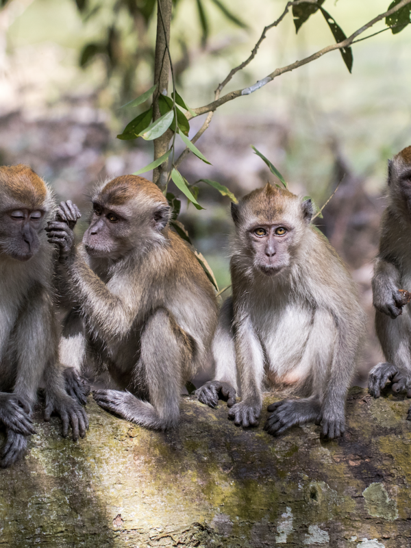Top Countries for Wildlife Viewing - and What to Photograph There