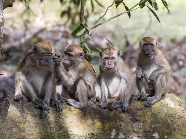 Top Countries for Wildlife Viewing - and What to Photograph There