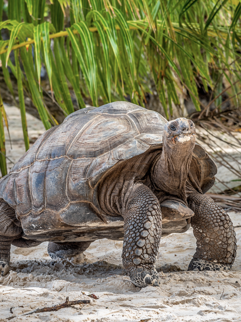 Explore the Seychelles & Safari: A Once-in-a-Lifetime Journey with Emerald Cruises!