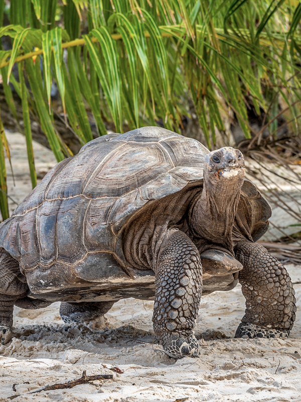 Now You Can Take an African Safari PLUS Explore the Seychelles on First-of-its-Kind Emerald Cruisetour