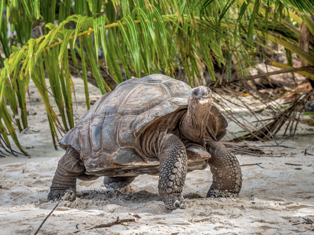 Explore the Seychelles & Safari: A Once-in-a-Lifetime Journey with Emerald Cruises!