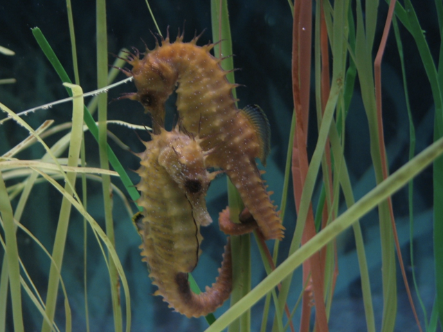 New National Park in the Caribbean is the Seahorse Capital of the World