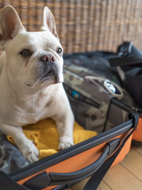 New Travel Rules for Dogs Entering (or Returning to) the U.S. Take Effect This Summer