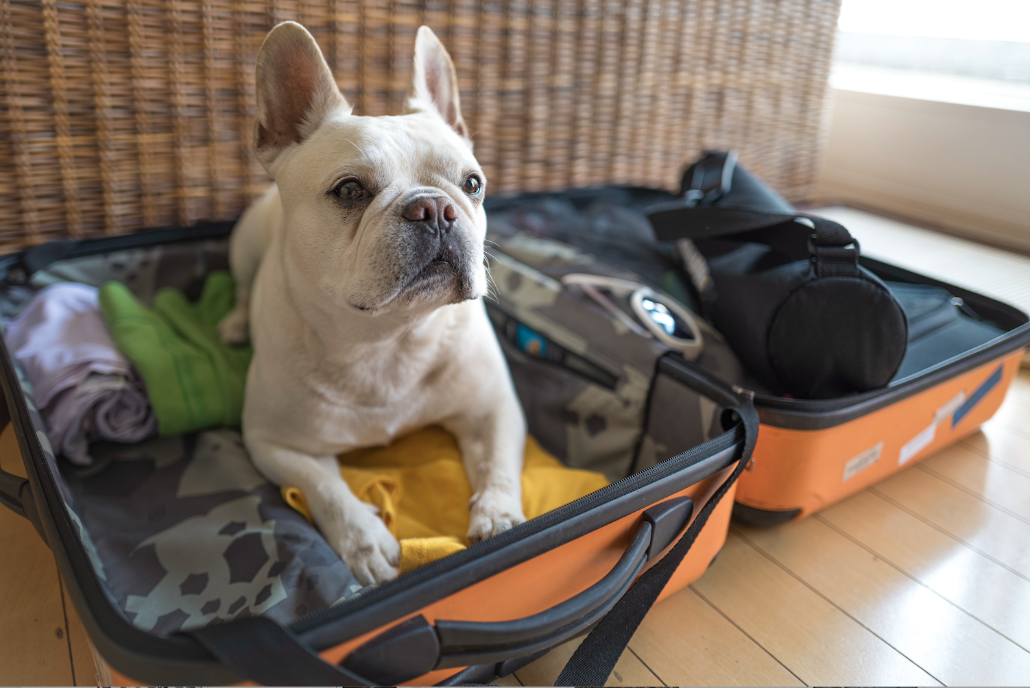 Cruising with Your Dog? The Rules to Enter - or Re-enter the US - with a Dog Change This Summer
