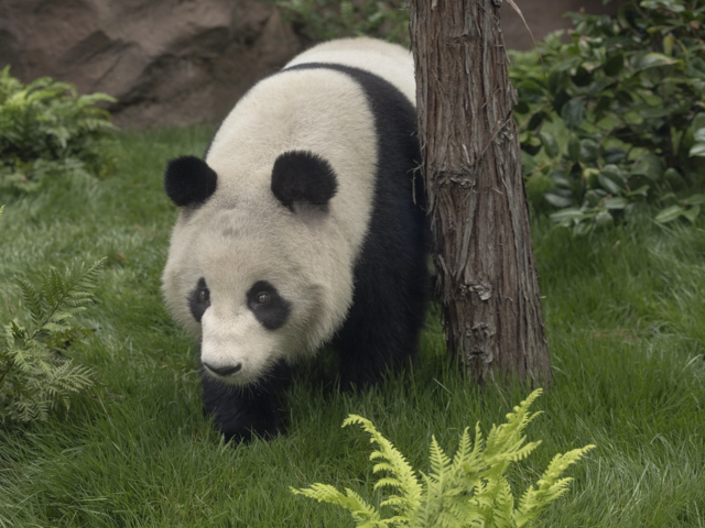 Panda-monium! New Pandas Debut This Year in Two American Cities