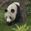 Panda-monium! New Pandas Debut This Year in Two American Cities