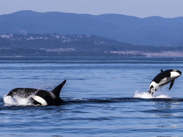 Tofino with whale watching and food tour