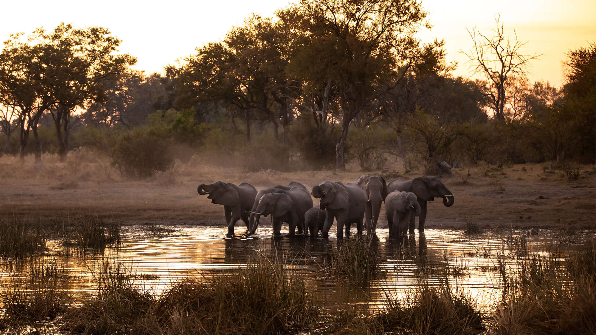 Great-Plains-Selinda-Camp-herd-of-elephants.jpg