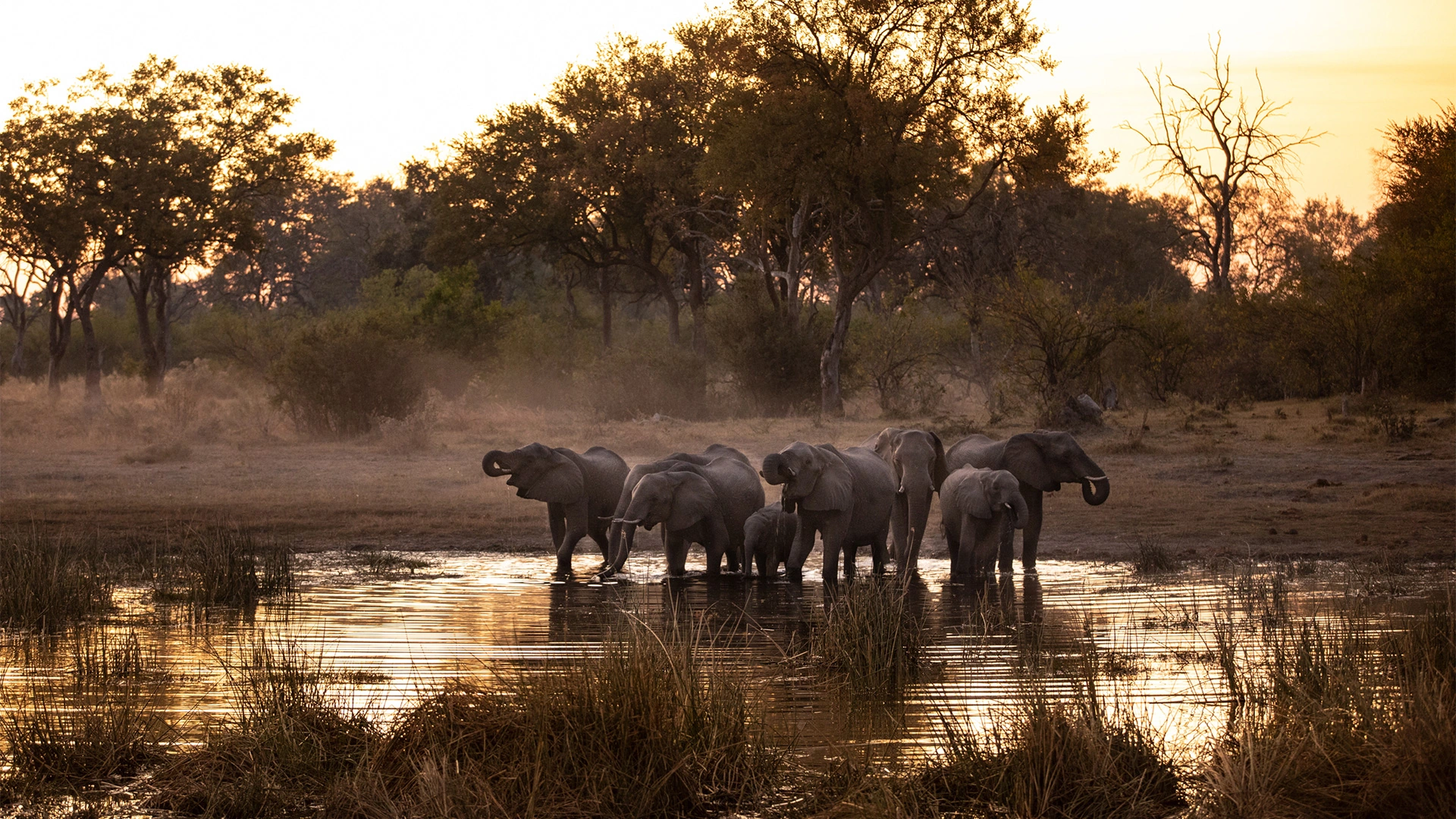 Great-Plains-Selinda-Camp-herd-of-elephants.jpg