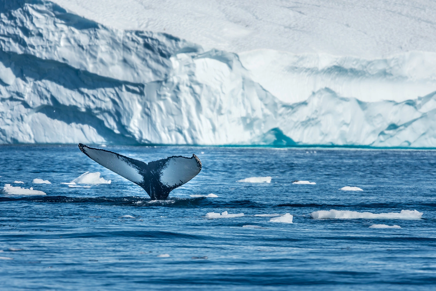 Arctic