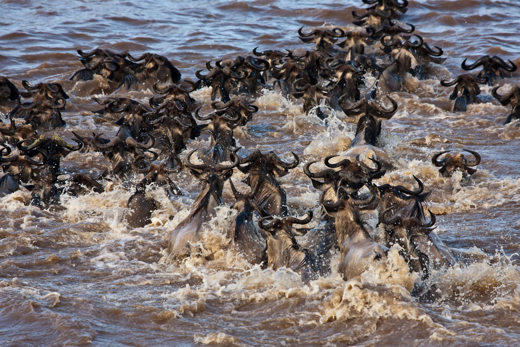 11Great-Plains-Mara-Plains-Camp-migration-river-crossing.jpg