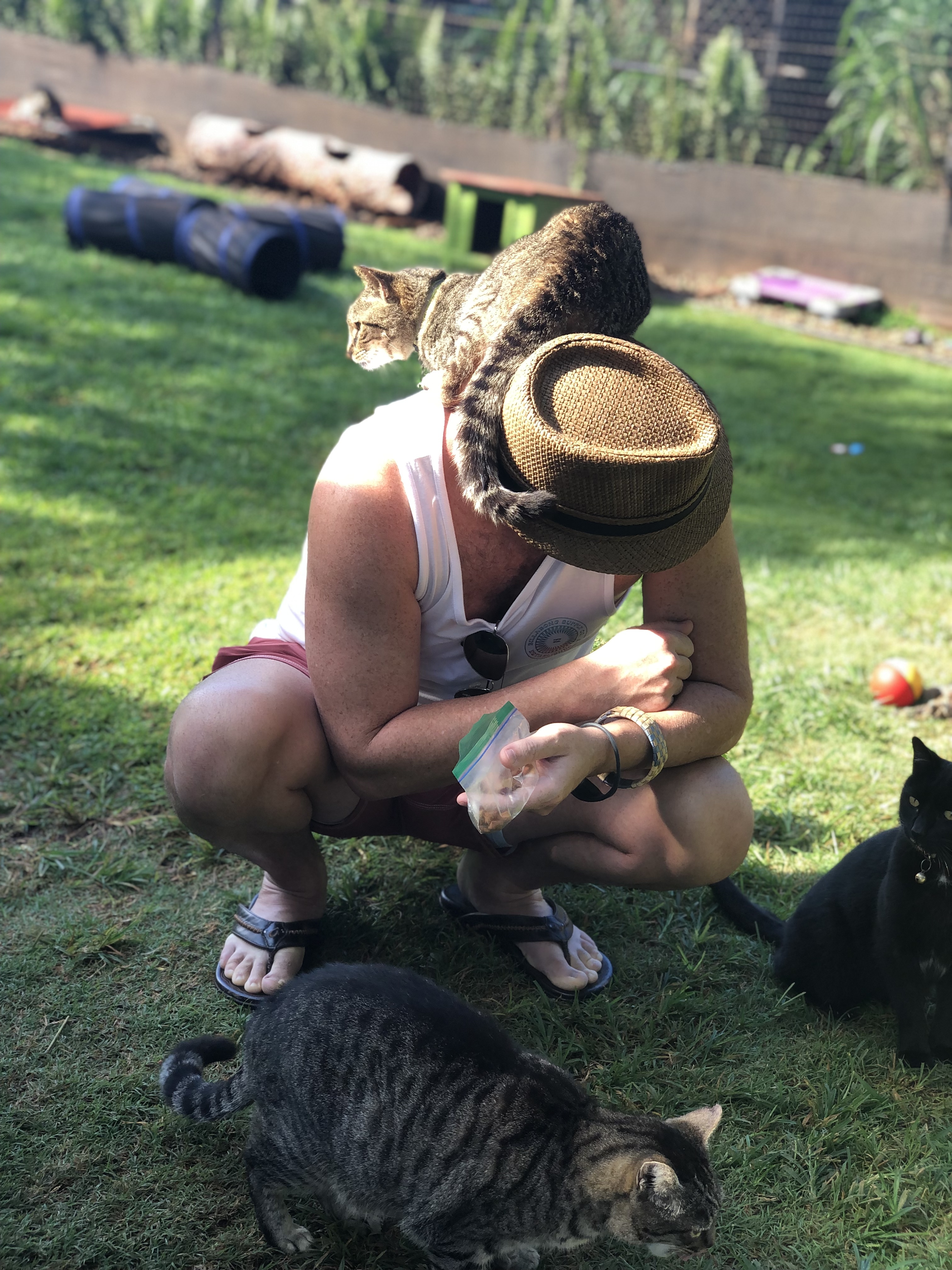 Lanai Cat Sanctuary