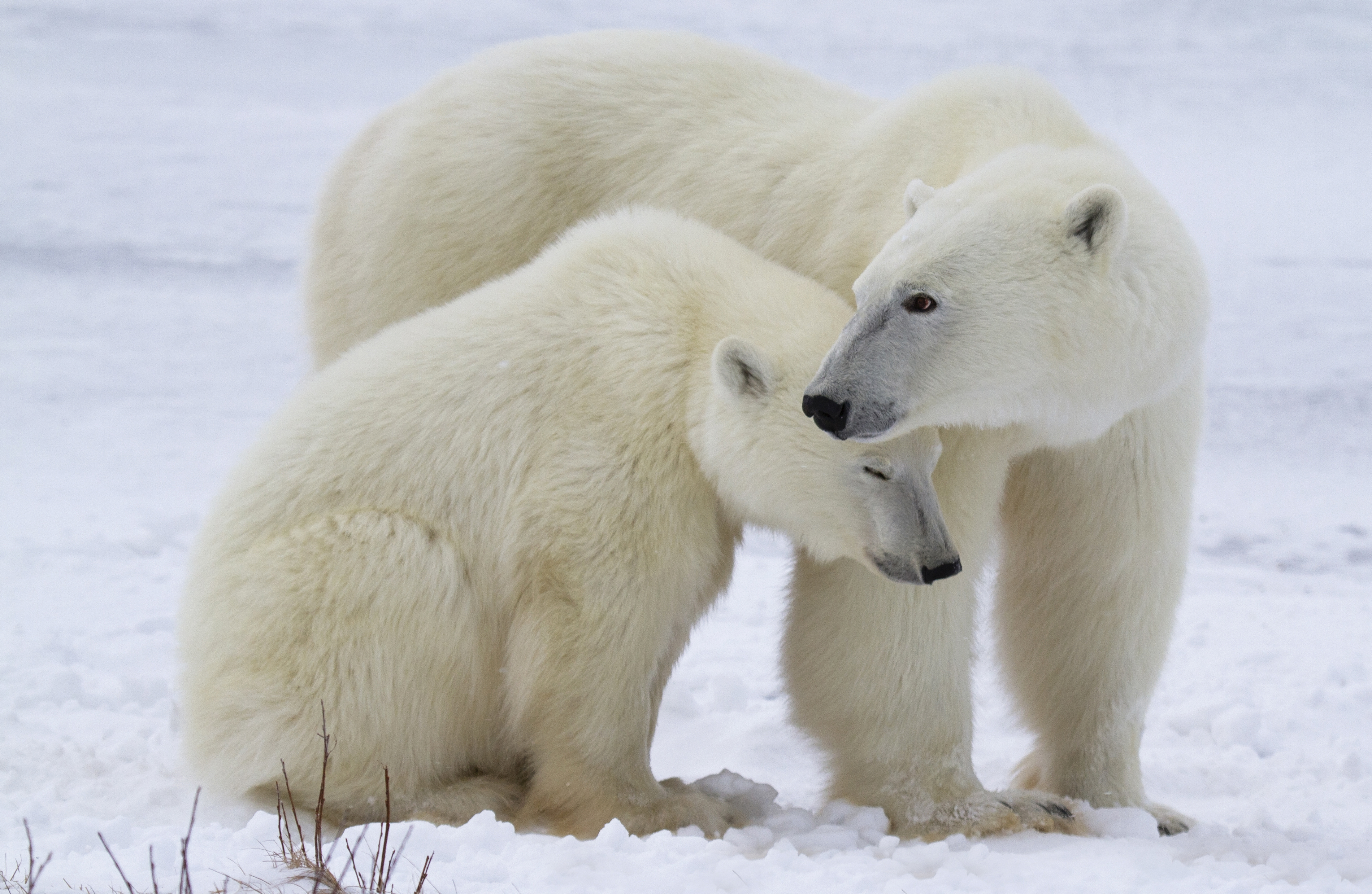 Arctic Expeditions: Explore Churchill, Manitoba - Your Gateway to Polar Bear Encounters and Arctic Adventures
