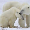 Arctic Expeditions: Explore Churchill, Manitoba - Your Gateway to Polar Bear Encounters and Arctic Adventures