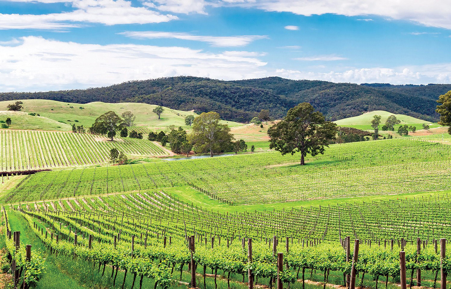 Tastes of Southern Australia - AATKings – Early Bird Booking Offer