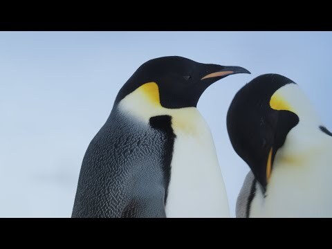 Episode 1: In Search of Emperor Penguins on an Antarctic Expedition Cruise