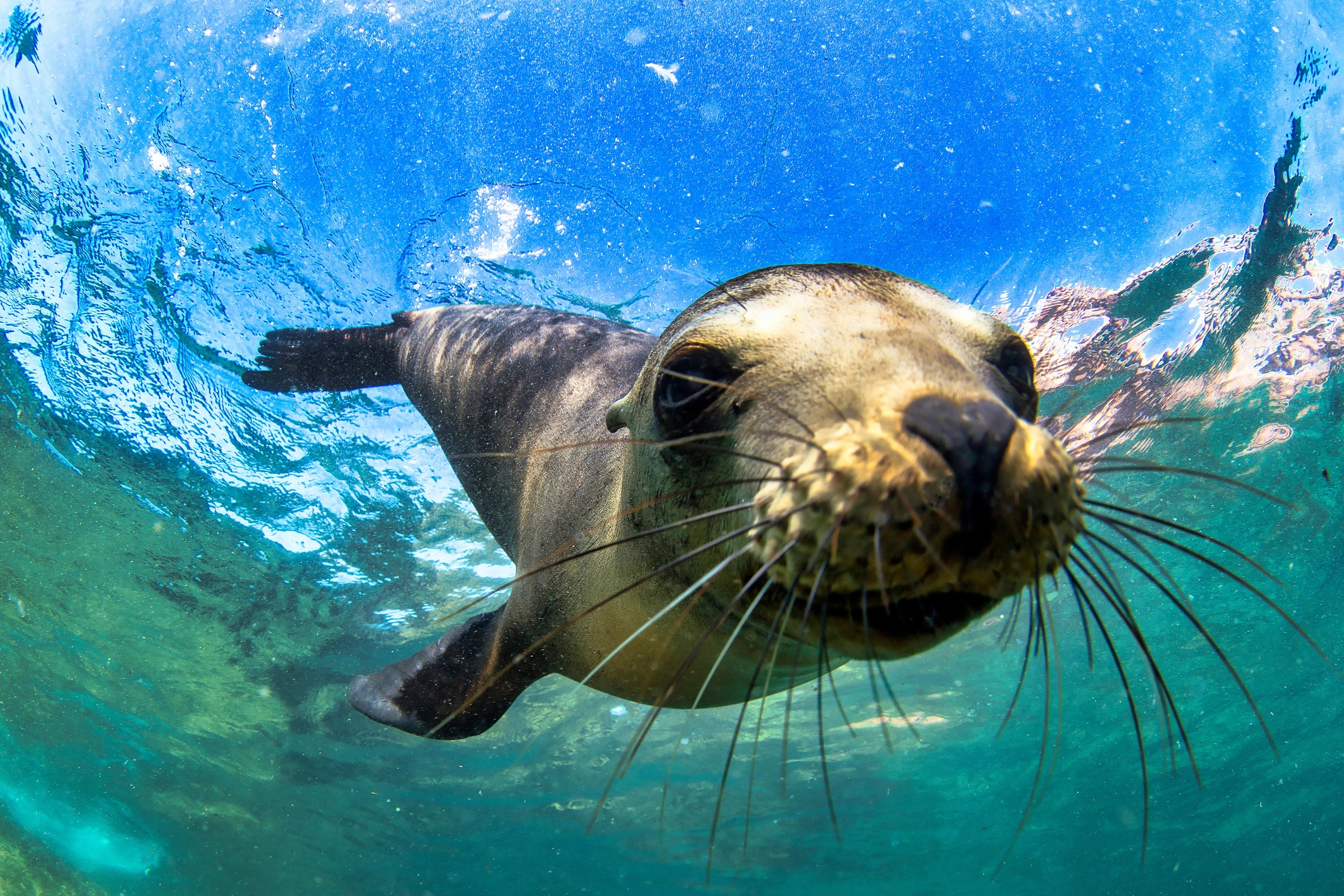 <sub>Playful Encounters with a Galapagos' Fur Seal </sub>