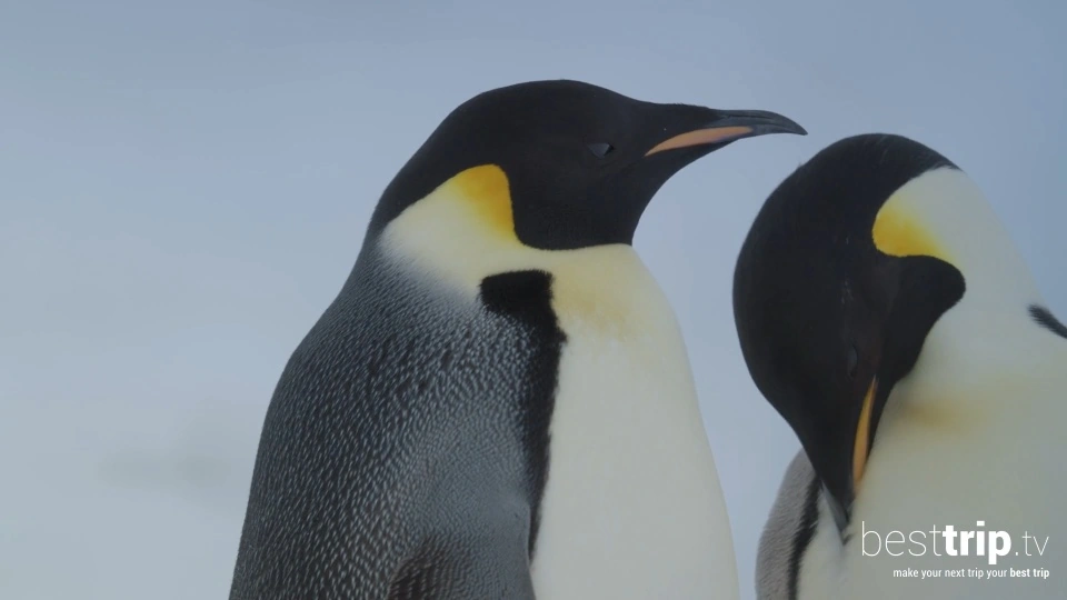 VIDEO: Incredible! Helicopter Quest for Emperor Penguins on the Scenic Eclipse in Antarctica