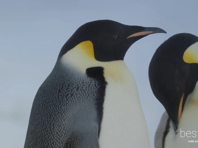 VIDEO: Incredible! Helicopter Quest for Emperor Penguins on the Scenic Eclipse in Antarctica