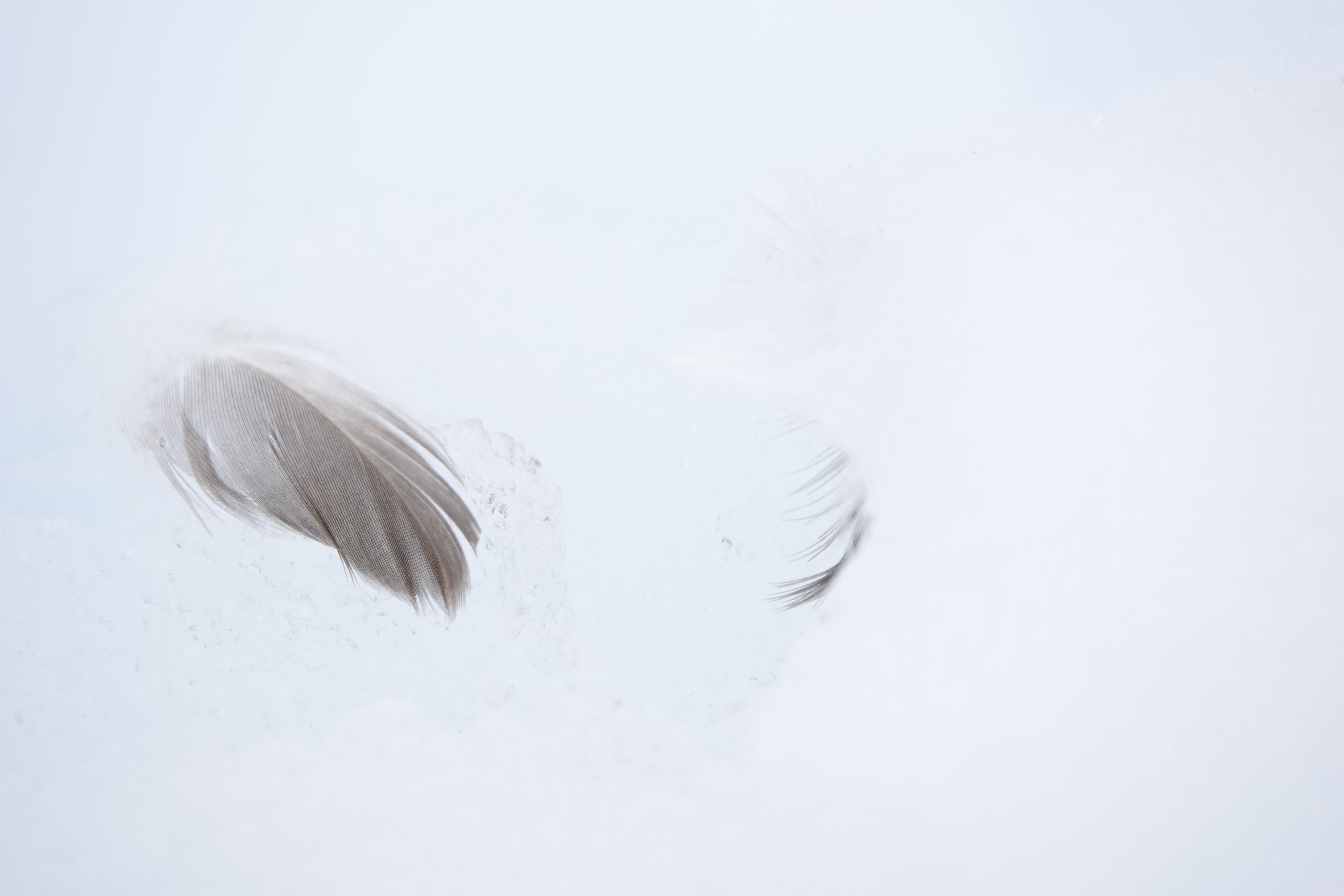 Lonely feather against the clean white snow