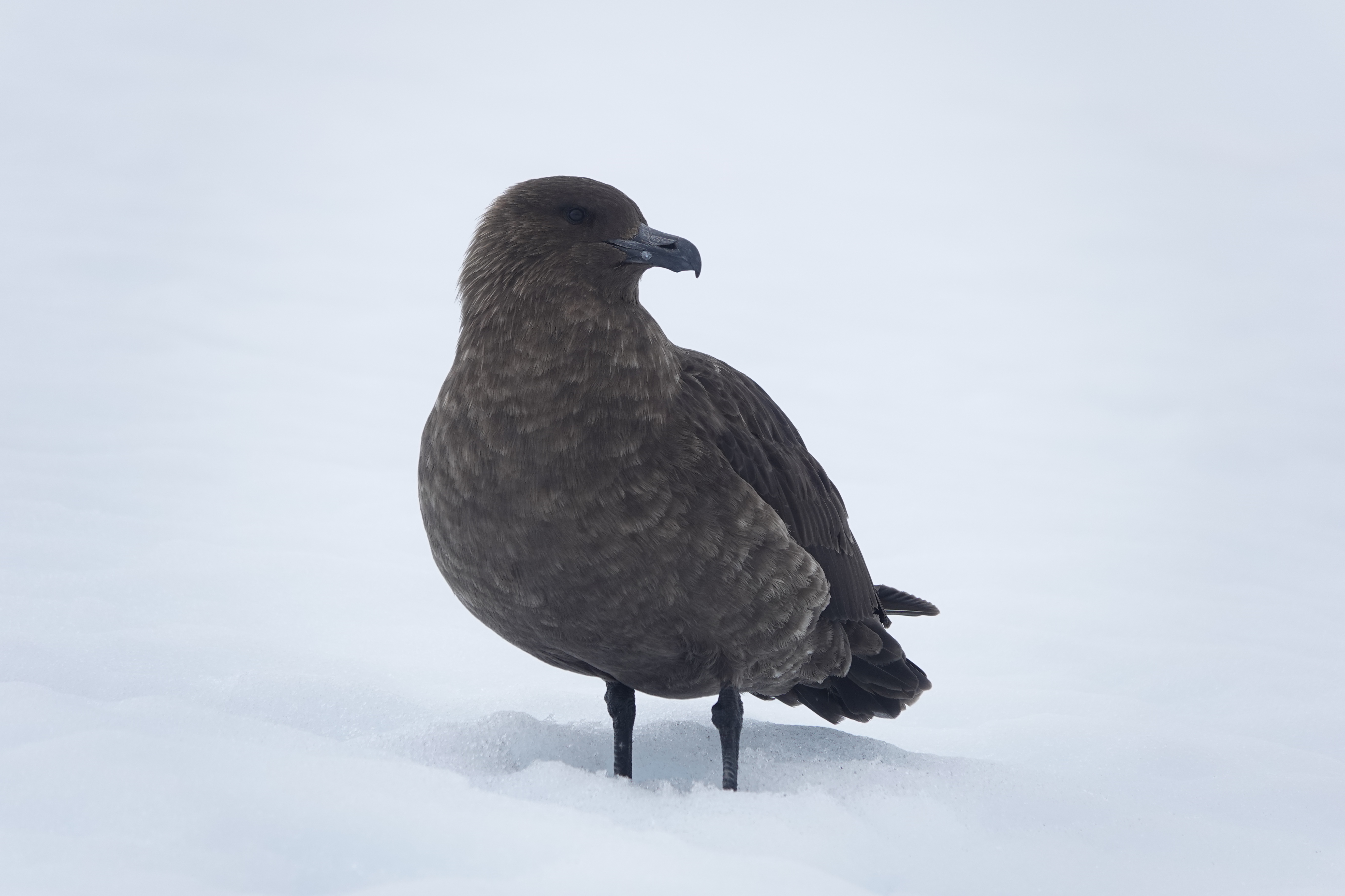 South Polar Skua