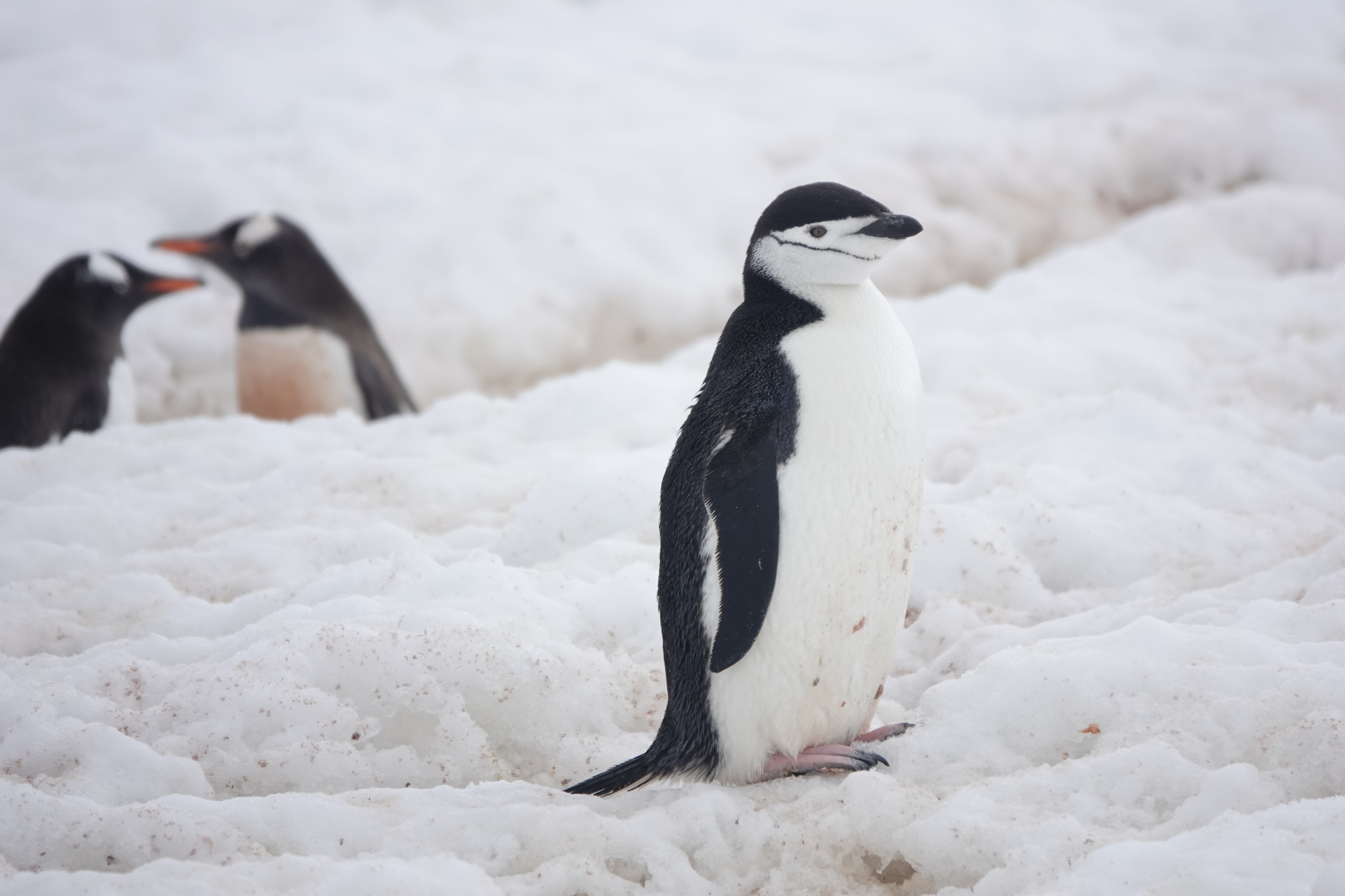 Chinstrap Penguin