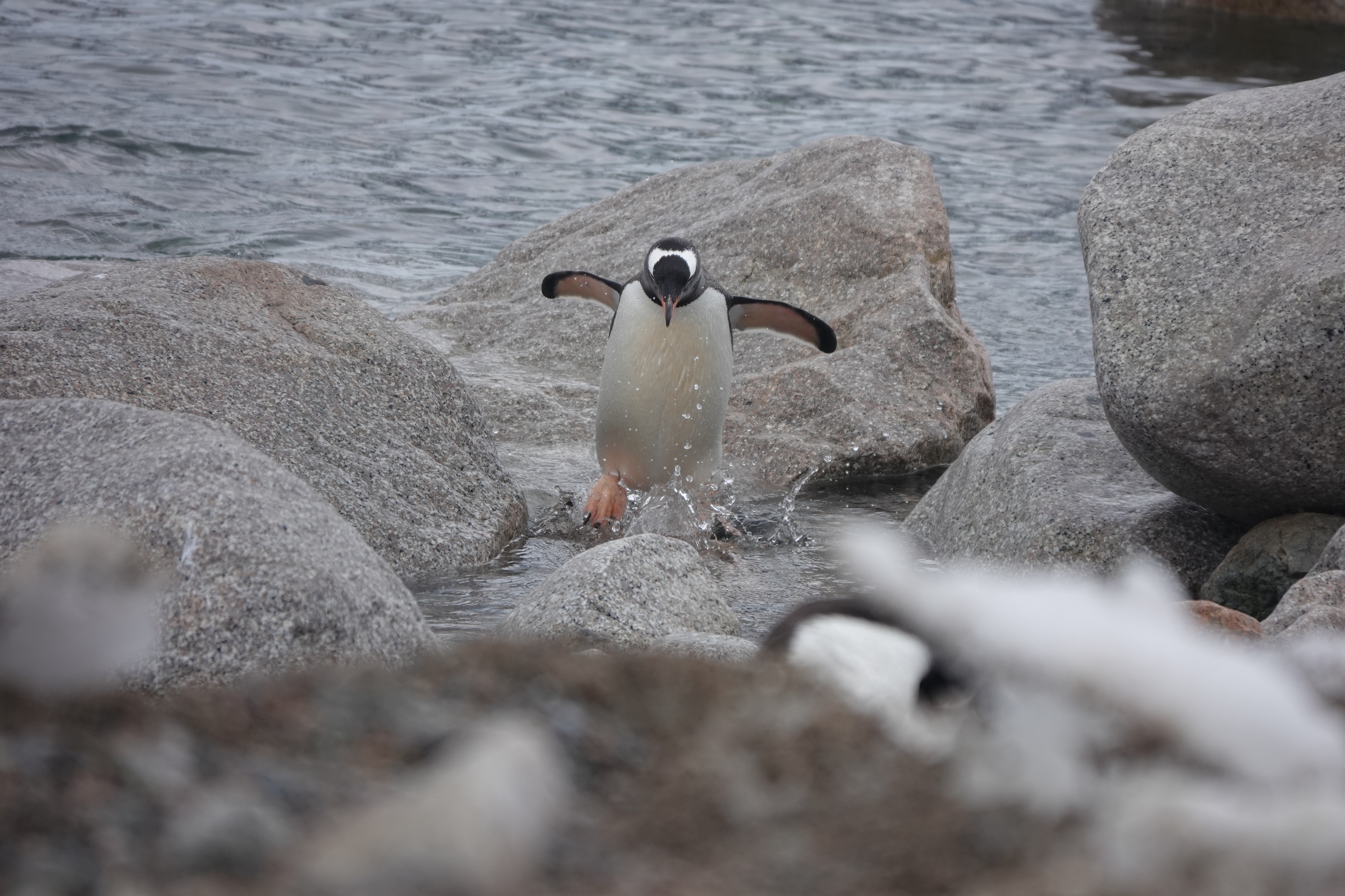 Gentoo penguin frolicking in the water