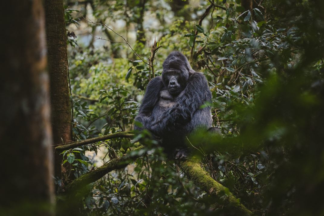 Introducing The A&K Worldwide Sale