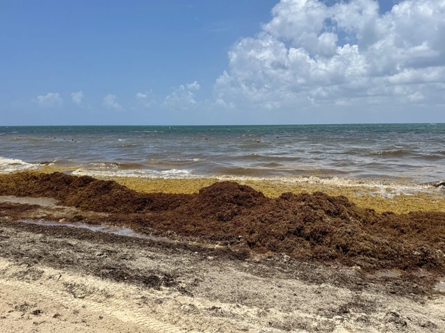 Not That Kind of ‘Gasm’: The Truth About Sargassum