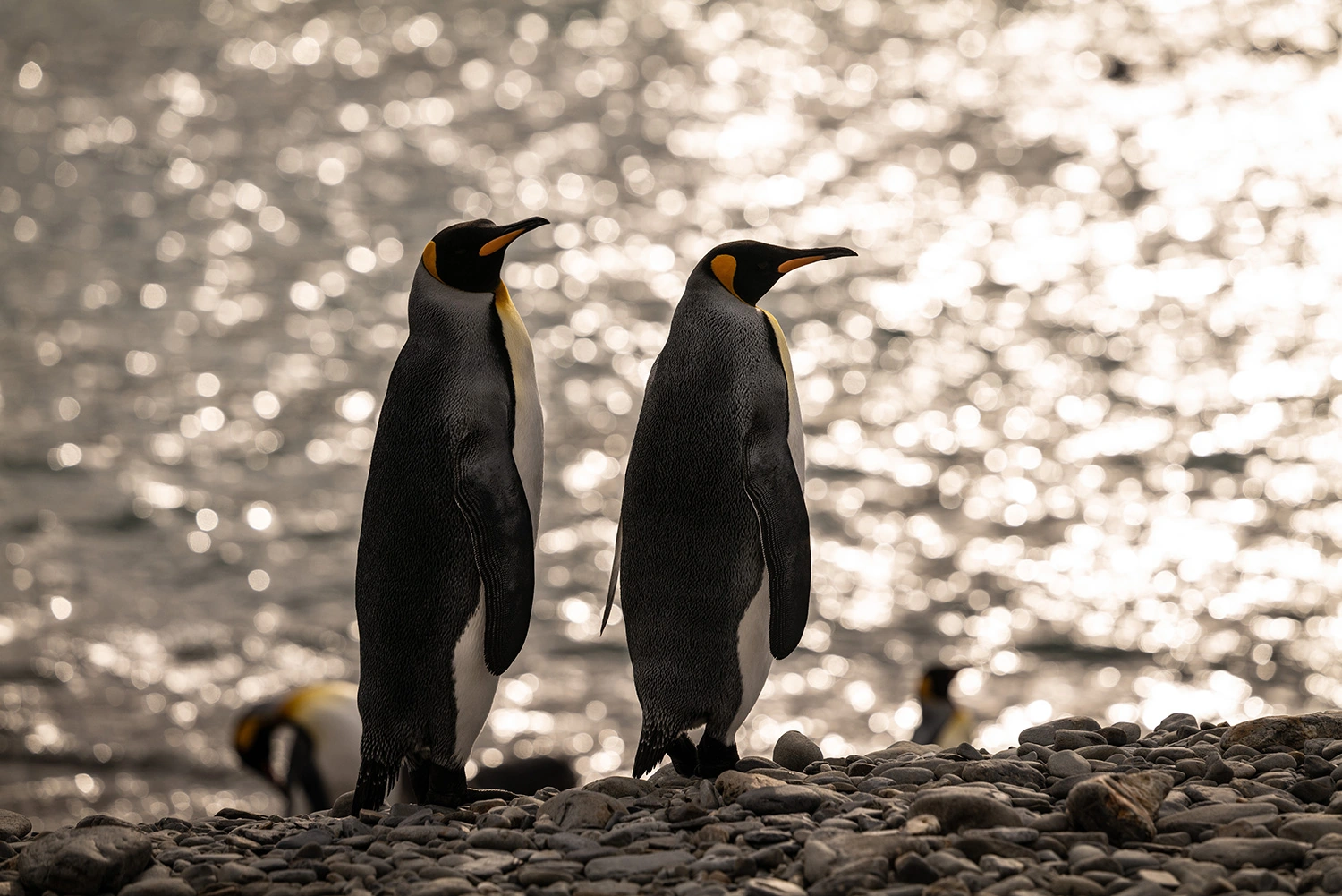 King Penguins