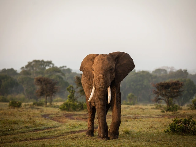 Africa & Safaris