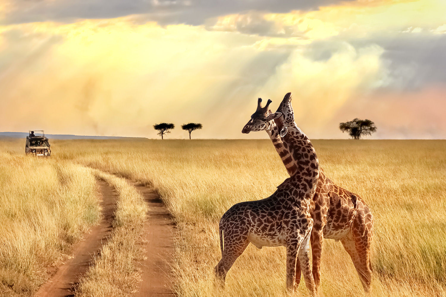 Africa & Safaris