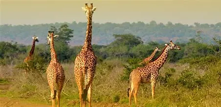DAY 3: SAFARI THROUGH THE PARK TO THE NORTHERN PLAINS