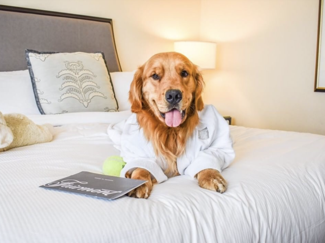 Hotels Showing Puppy Love on International Dog Day