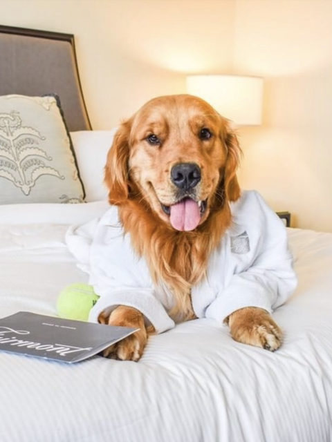 Hotels Showing Puppy Love on International Dog Day
