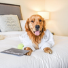 Hotels Showing Puppy Love on International Dog Day