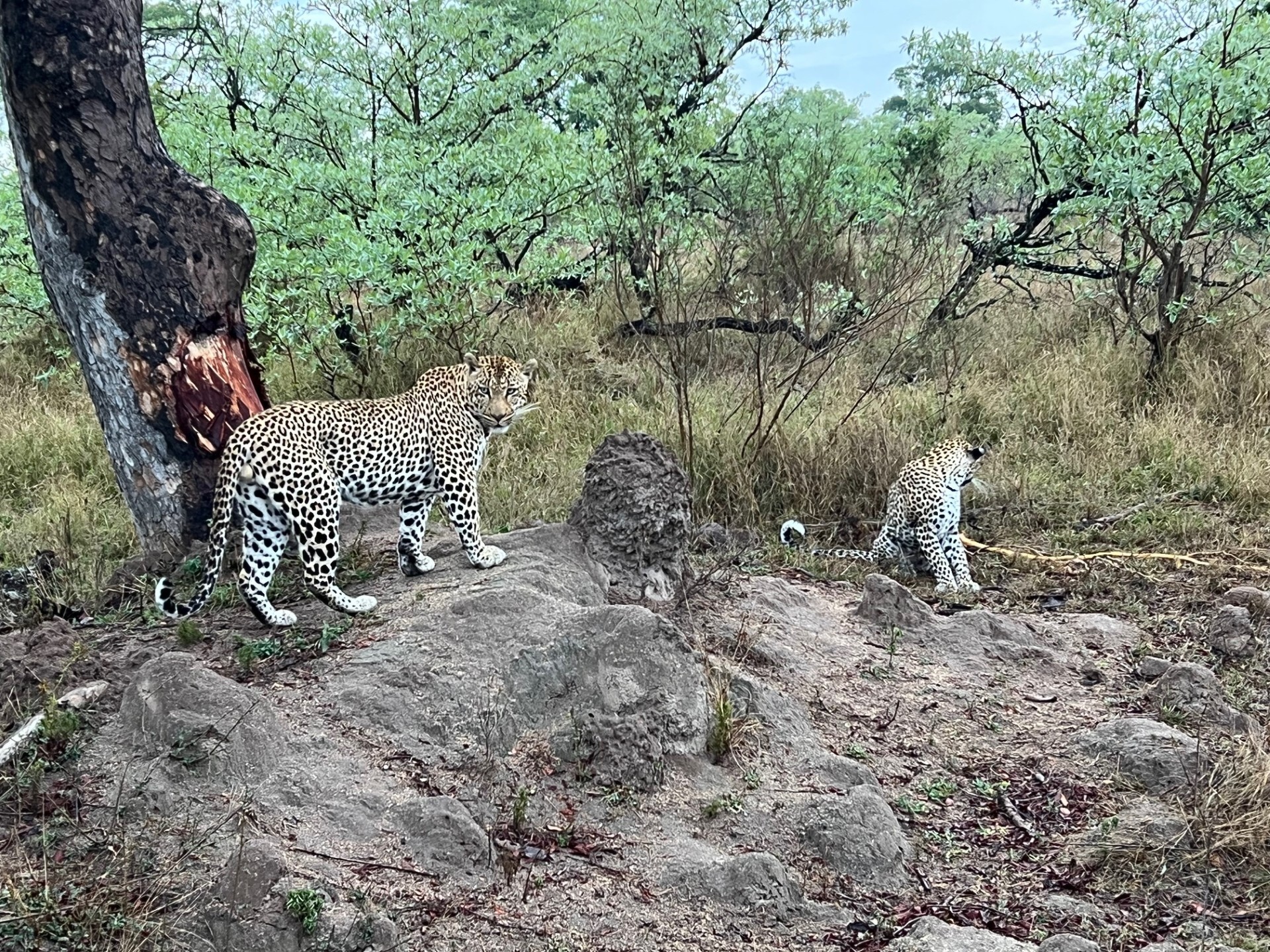 Untamed Africa - A Safari - Waitlisting for 2027